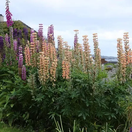 Sandve Guest house Sandve